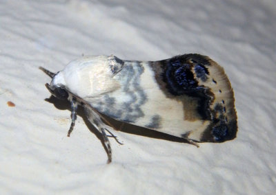 9164 - Acontia behrii; Bird Dropping Moth species