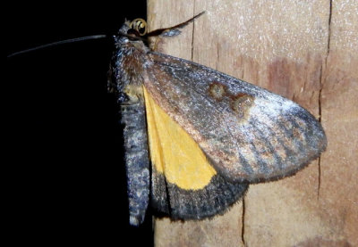9303 - Gerra sevorsa; Owlet Moth species