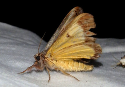 9304 - Gerrodes minatea; Owlet Moth species