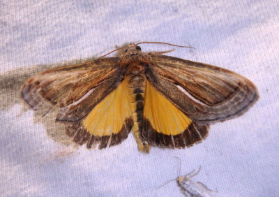 9304 - Gerrodes minatea; Owlet Moth species