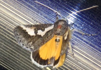 9307 - Euscirrhopterus gloveri; Purslane Moth