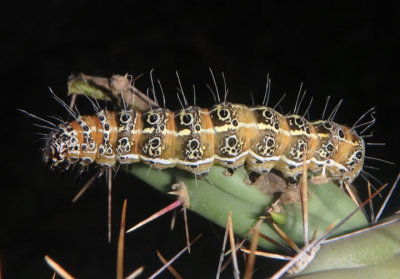 9308 - Euscirrhopterus cosyra; Staghorn Cholla Moth caterpillar