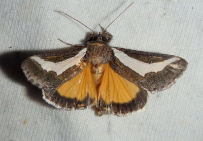 9308 - Euscirrhopterus cosyra; Staghorn Cholla Moth