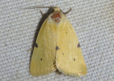 9726 - Azenia edentata; Owlet Moth species
