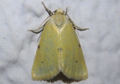 9726 - Azenia edentata; Owlet Moth species