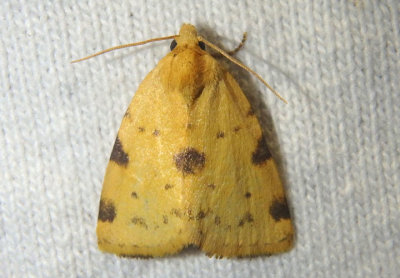 9726 - Azenia edentata; Owlet Moth species