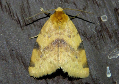 9726.1 - Azenia procida; Owlet Moth species
