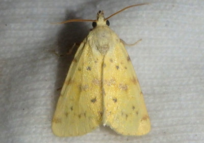 9729 - Azenia implora; Owlet Moth species