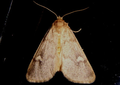 9731 - Narthecophora pulverea; Owlet Moth species