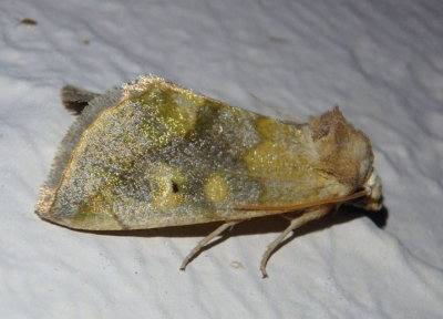 9780 - Basilodes chrysopis; Owlet Moth species
