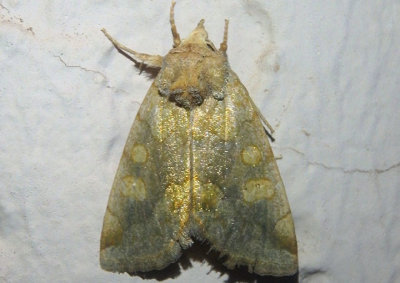 9780 - Basilodes chrysopis; Owlet Moth species