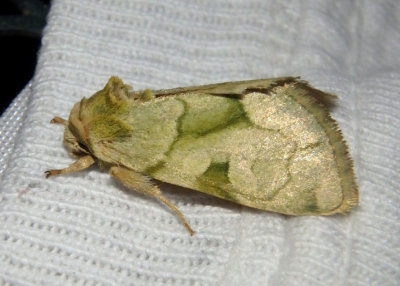 9791 - Oslaria viridifera; Green Oslaria 