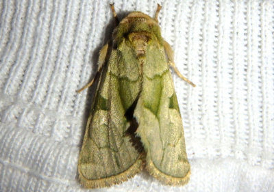 9791 - Oslaria viridifera; Green Oslaria