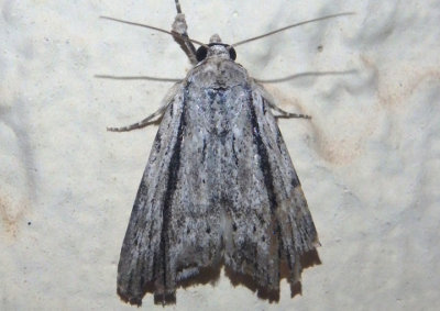 10037 - Catabenoides terminellus; Owlet Moth species 