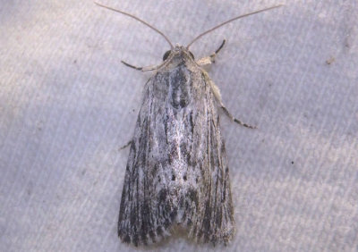 10037 - Catabenoides terminellus; Owlet Moth species