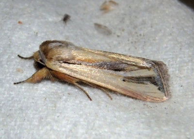 10433 - Dargida tetera; Dart Moth species