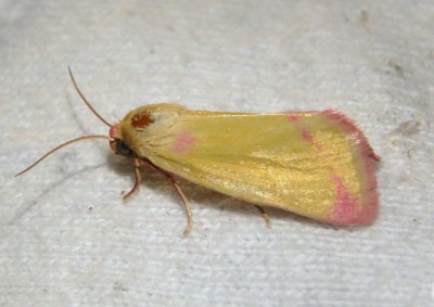 11076 - Heliocheilus toralis; Owlet Moth species