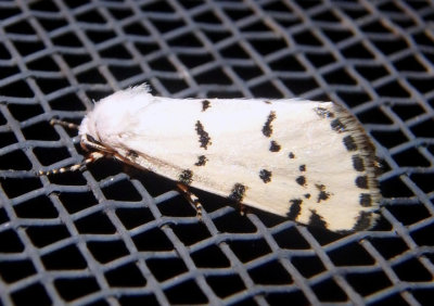 11221 - Grotella binda; Owlet Moth species