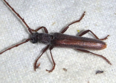 Aneflomorpha Long-horned Beetle species; male 