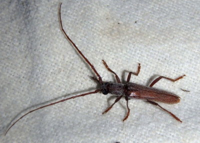 Aneflomorpha Long-horned Beetle species; male