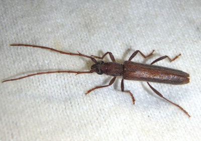 Aneflomorpha rectilinea; Long-horned Beetle species