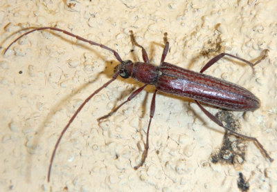 Aneflus Long-horned Beetle species