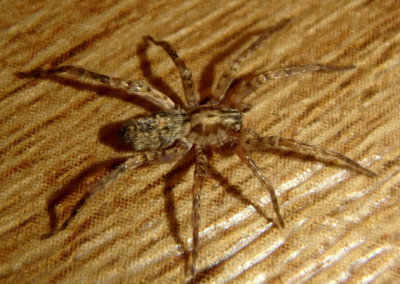 Anyphaena Ghost Spider species