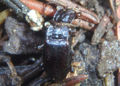 Aphorista morosa; Handsome Fungus Beetle species pair