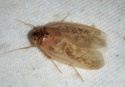 Arenivaga Cockroach species; male