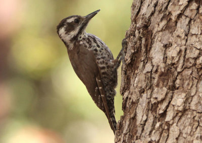 Arizona Woodpecker; female
