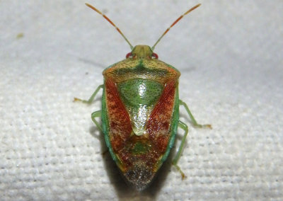 Banasa subcarnea; Stink Bug species
