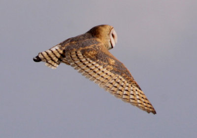 Barn Owl 