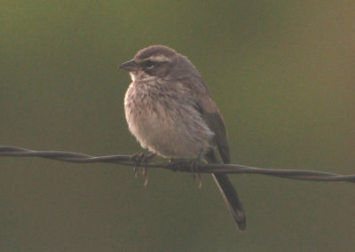 Black-throated Sparrow; juvenile