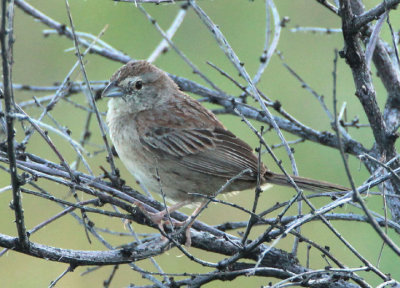 Botteri's Sparrow