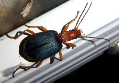 Brachinus elongatulus; Bombardier Beetle species
