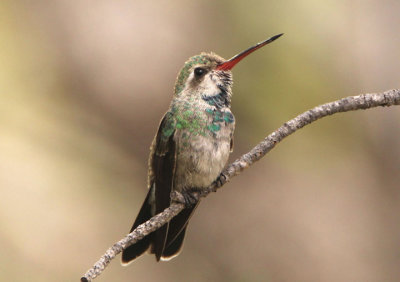 Broad-billed Hummingbird; immature male
