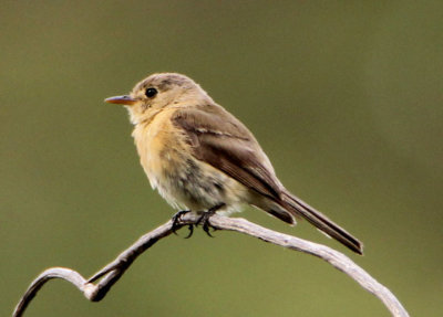 Buff-breasted Flycatcher