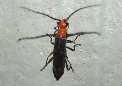 Caccodes Soldier Beetle species