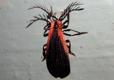 Caenia amplicornis; Net-winged Beetle species; male