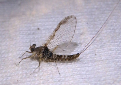 Callibaetis pictus; Small Minnow Mayfly species; female