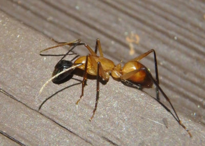 Camponotus ocreatus; Carpenter Ant species