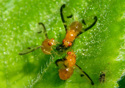 Camptoprosopella maculipennis; Lauxaniid Fly species