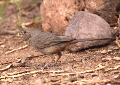 Canyon Towhee