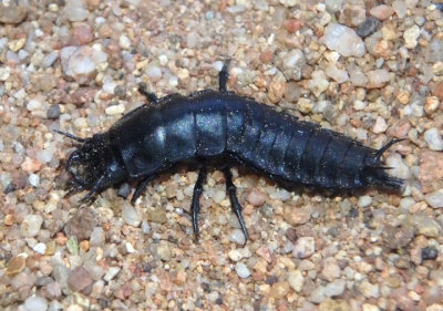 Calosoma Caterpillar Hunter Beetle species larva