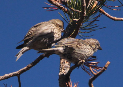 Cassin's Finches; females