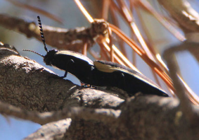 Chalcolepidius apacheanus; Apache Click Beetle