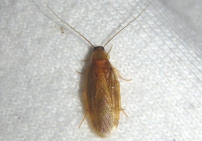 Compsodes schwarzi; Schwarz's Hooded Cockroach; male