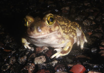 Couch's Spadefoot