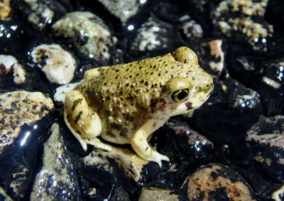 Couch's Spadefoot 