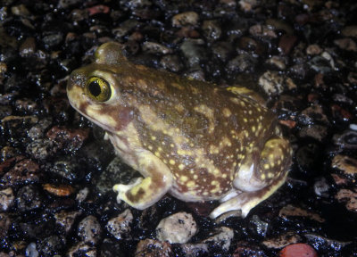 Couch's Spadefoot